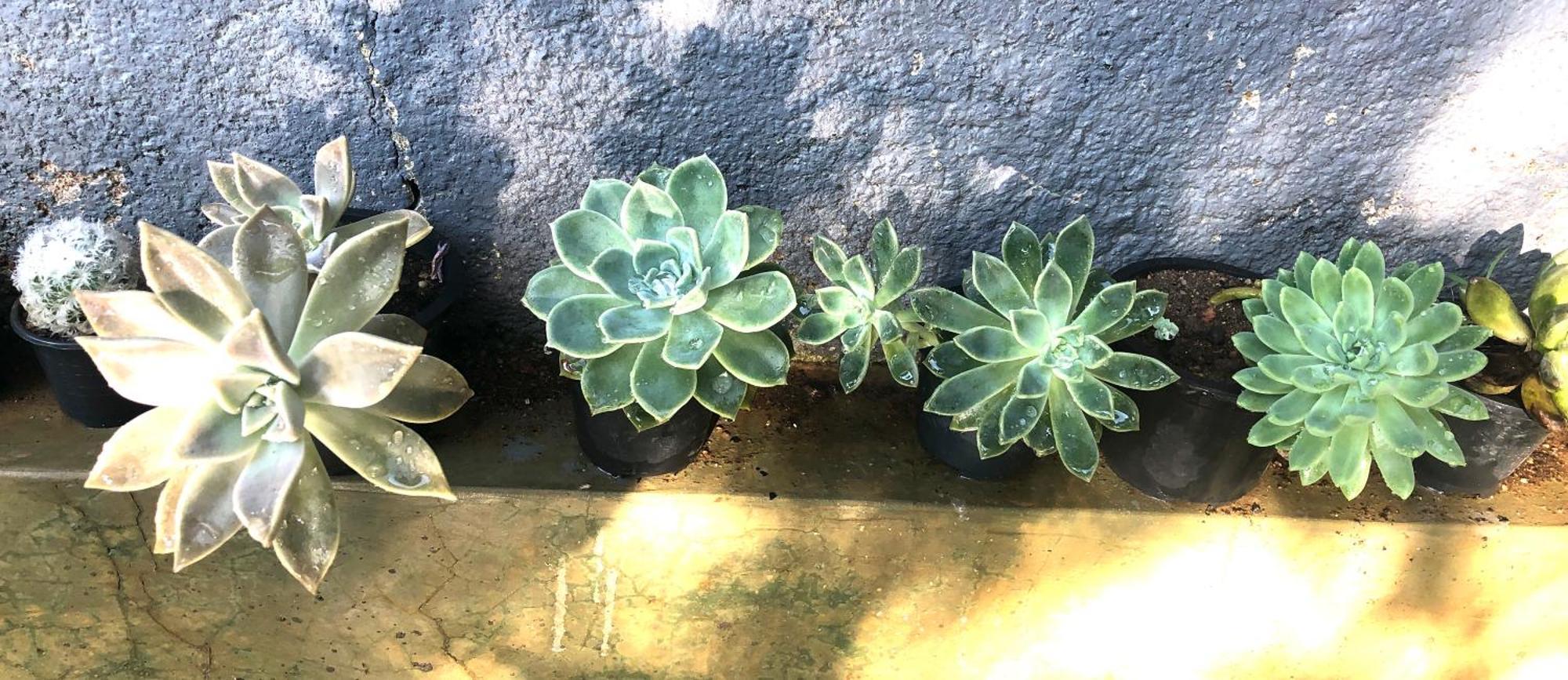 Serene Home キャンディー エクステリア 写真